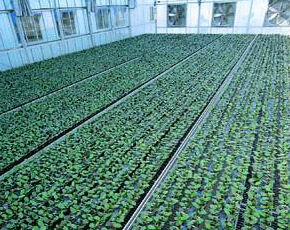活動植床