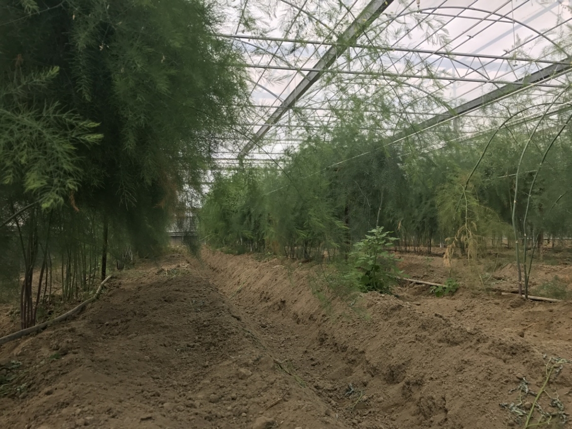 原土栽培盧筍實景04 原土栽培盧筍實景04
